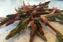 Bật mí về loại rau đắt nhất hành tinh, 26 triệu đồng/kg