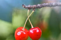 7 thực phẩm giúp ngăn ngừa ung thư tụy bạn cần nhớ