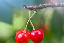 7 thực phẩm giúp ngăn ngừa ung thư tụy bạn cần nhớ