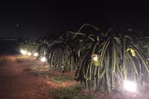 Trong biến cố mới thấy vợ mình giỏi giang