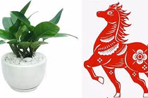 Tại sao cây trầu bà lại được ưa thích nhiều đến vậy?