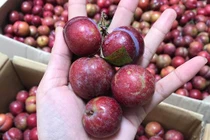 Lạ lẫm mận hậu trái mùa đắt gần 10 lần chính vụ