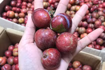 Lạ lẫm mận hậu trái mùa đắt gần 10 lần chính vụ