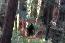 "Người sói" cao gần 3m xuất hiện, giết thú nuôi kinh hoàng ở Mỹ?