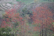 Ngắm hoa gạo nở đỏ rực ven sông Đà, nhớ tuổi thơ da diết