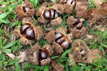 Hạt dẻ Trùng Khánh khác loại bán ở Hà Nội, Cao Bằng không đủ bán