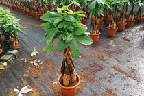 5 loại cây đặt trong phòng khách hút tài lộc cực đỉnh