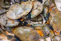 Thứ cua cốm Cà Mau khờ khạo, 2 da, lông màu đỏ, khó bắt, cực hiếm