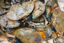 Thứ cua cốm Cà Mau khờ khạo, 2 da, lông màu đỏ, khó bắt, cực hiếm