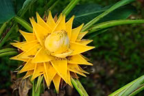 Loạt quà giúp nhà nhà khởi ngàn tài lộc trong năm Canh Tý 2020