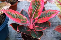 5 loại cây trồng trong nhà vào ngày Tết giúp gọi tài lộc gấp 10 lần