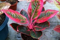 5 loại cây trồng trong nhà vào ngày Tết giúp gọi tài lộc gấp 10 lần