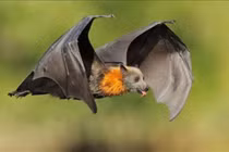 4 dấu hiệu trời thương Thần Tài sắp ghé tới thăm bạn