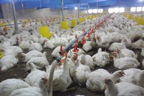 Nỗi buồn gà rẻ như rau, thịt lợn đắt kỷ lục, biết rồi nói mãi