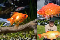 Giải mã cá vàng hiền lành trong bể “biến hình” thành “quái vật” khổng lồ