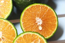 Cam sành loạn giá, có nơi bán gần trăm nghìn/kg