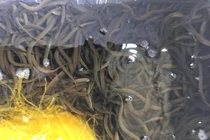 Thành tỷ phú nhờ nuôi con vật có thể biến đổi từ cái thành đực