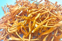 Bỏ lương 14 triệu/tháng về quê trồng “siêu nấm” kiếm 500 triệu/năm