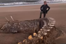 Bí ẩn bộ xương khổng lồ trên bờ biển, bị đồn là 'quái vật hồ Loch Ness'