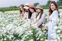 Thiếu nữ Hà thành khoe sắc bên vườn cúc họa mi