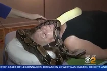 Rùng mình cảnh tượng rắn siêu khủng bò quanh người để làm đẹp