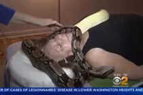 Rùng mình cảnh tượng rắn siêu khủng bò quanh người để làm đẹp