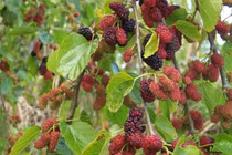 Xuất hành đầu năm cầm theo thứ này, cả năm Thần Tài phù hộ