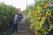 Mùa Tết rực vàng, cả thôn chia nhau tiền tỷ