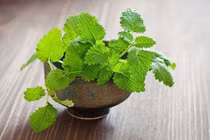 Khoa học chứng minh loại lá này đuổi gián mạnh gấp 100 lần bình xịt