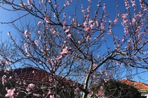 Đã ly hôn, tôi vẫn bị nhà chồng cũ trách không gửi tiền biếu Tết