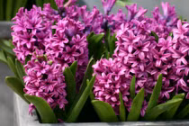 3 loại hoa "quốc sắc thiên hương" đuổi bay tài lộc nếu trồng trong nhà