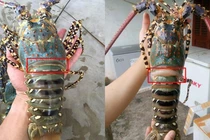 Nhìn vào điểm này khi chọn tôm, không sợ bị tiêm nước độc hại