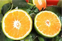 Loạt trái cây không hạt đang gây sốt trên thị trường