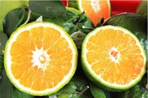 Loạt trái cây không hạt đang gây sốt trên thị trường