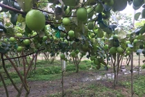 Trồng loại quả như "trứng vịt xanh", đến vụ thu tiền mỏi tay