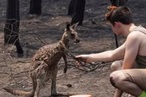 Kangaroo bị bỏng nặng vào nhà dân tìm sự giúp đỡ sau cháy rừng Australia