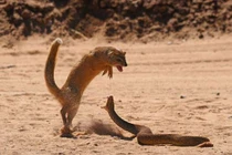 Loài động vật nhỏ bé rất thích ăn thịt rắn hổ mang kịch độc