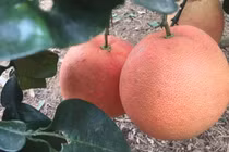 4 loại bưởi tiền triệu hút khách dịp Tết