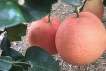 4 loại bưởi tiền triệu hút khách dịp Tết