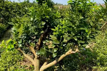 Đại gia chơi lạ, bỏ chục triệu mua gốc bưởi toàn lá trưng Tết