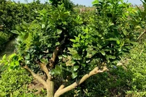 Đại gia chơi lạ, bỏ chục triệu mua gốc bưởi toàn lá trưng Tết