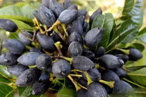 Loại quả đen xì, xấu xí nhưng giá đắt hơn thịt