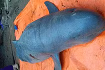 Sự thật truyền thuyết về loài cá hiểu tiếng người ở An Giang