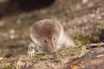 Nga sử dụng chuột trong chẩn đoán bệnh lao chính xác tới 95%