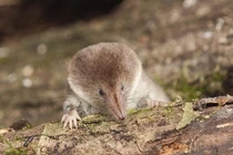 Nga sử dụng chuột trong chẩn đoán bệnh lao chính xác tới 95%