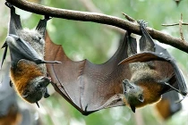 Tại sao dơi lại treo ngược lủng lẳng khi nghỉ hoặc ngủ?