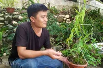 "Nhỡ mồm", 8X Lạng Sơn kiếm trăm triệu từ phong lan rừng