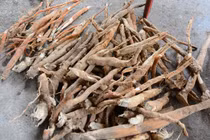 Bí ẩn ở 'thủ phủ' của loài sâm 'ông uống, bà vui': Thần dược dỏm