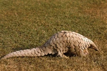 Giết con tê tê vì... không biết phải làm sao với nó