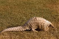 Giết con tê tê vì... không biết phải làm sao với nó